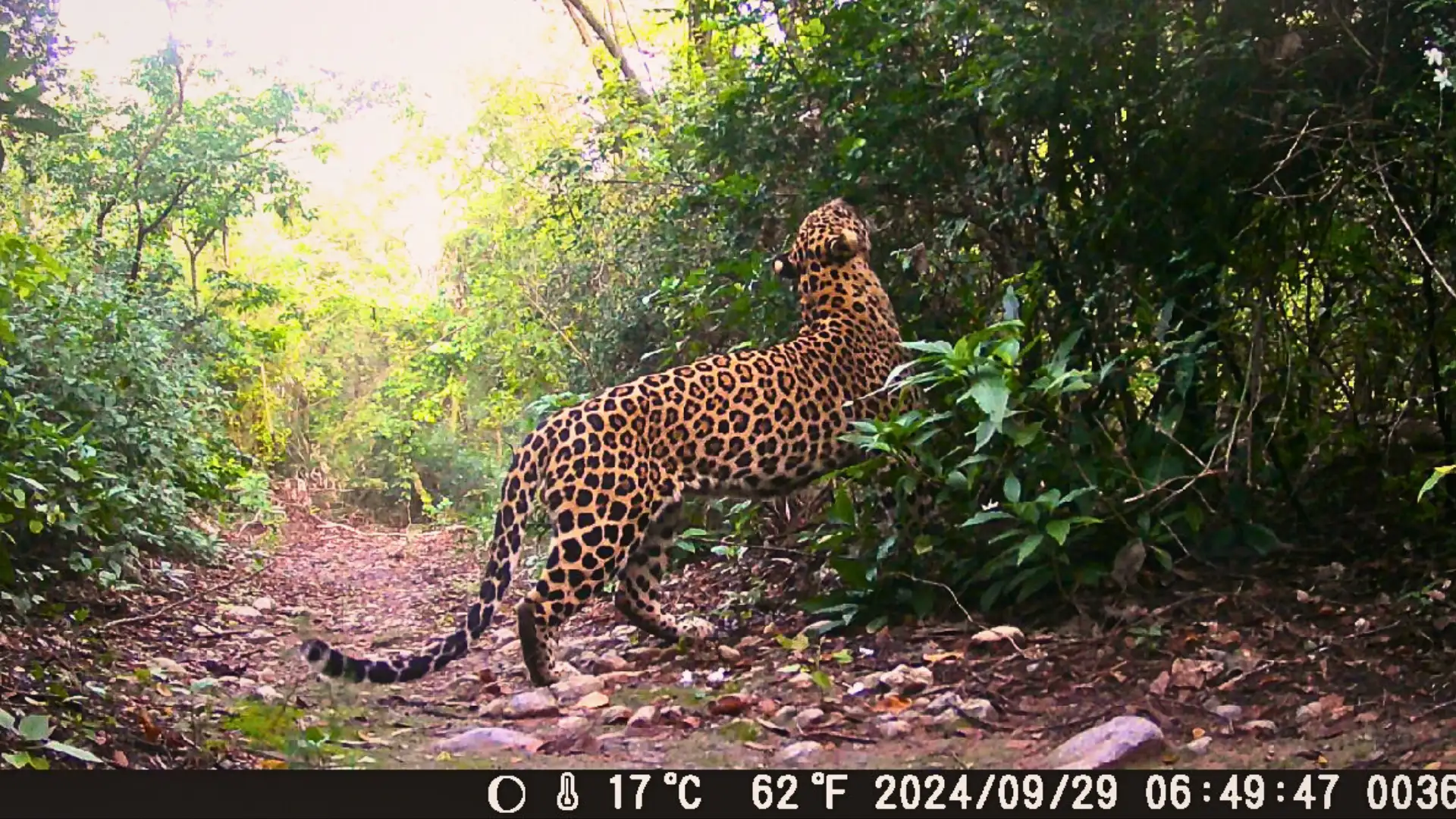 Common leopard pciture taken by Camera Trap - Day View