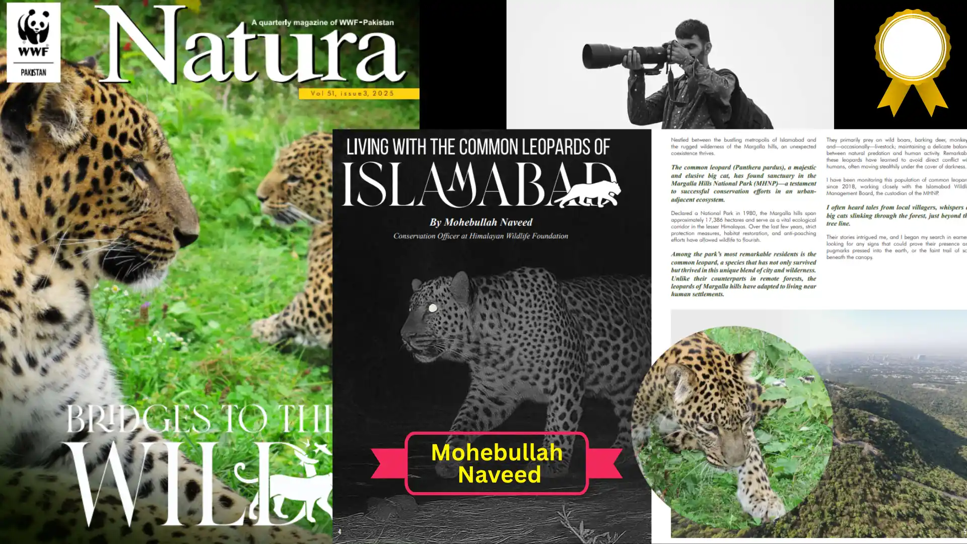 Living with the Common Leopards of Islamabad _ WWF