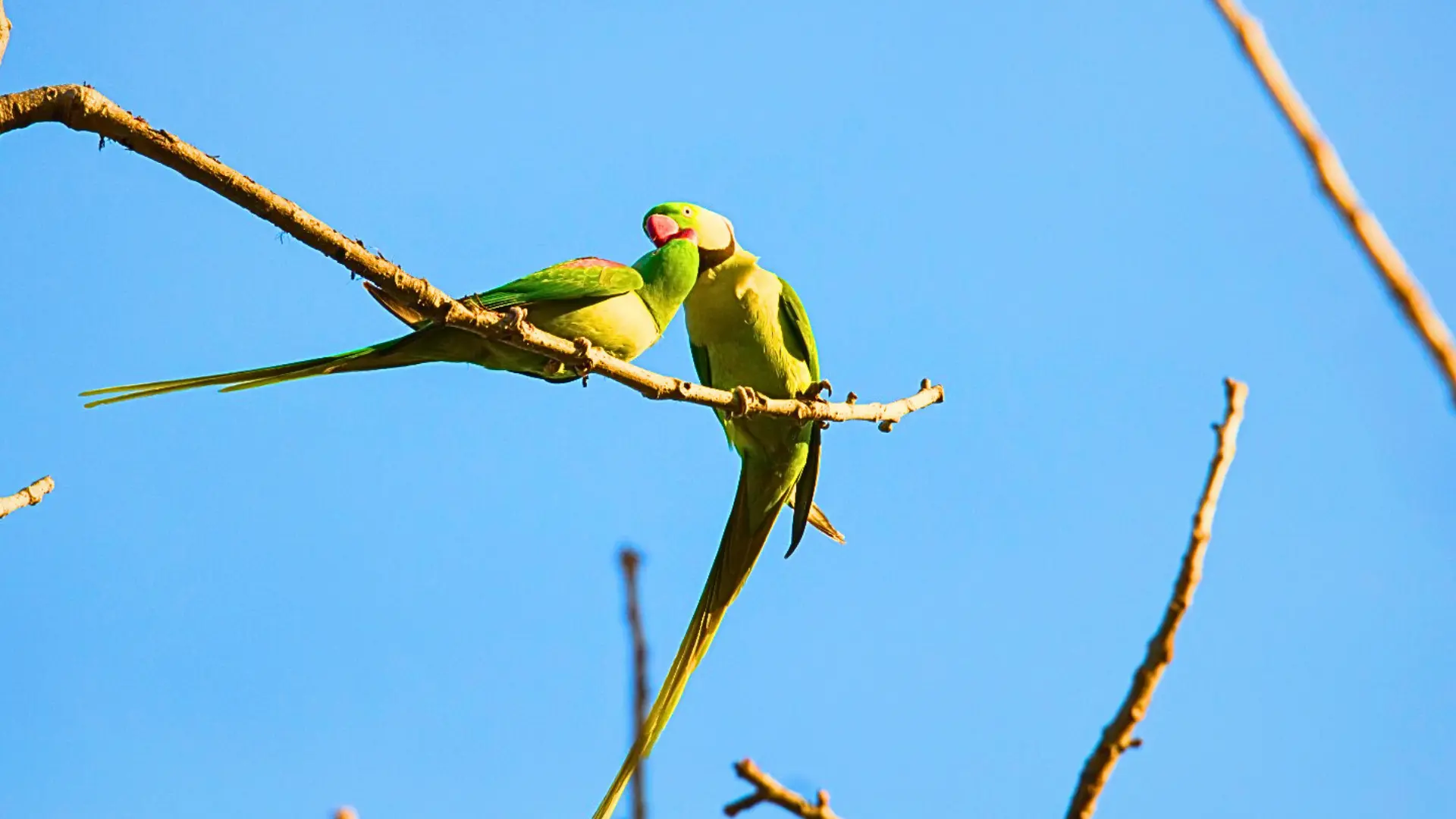Alexander parakeets free