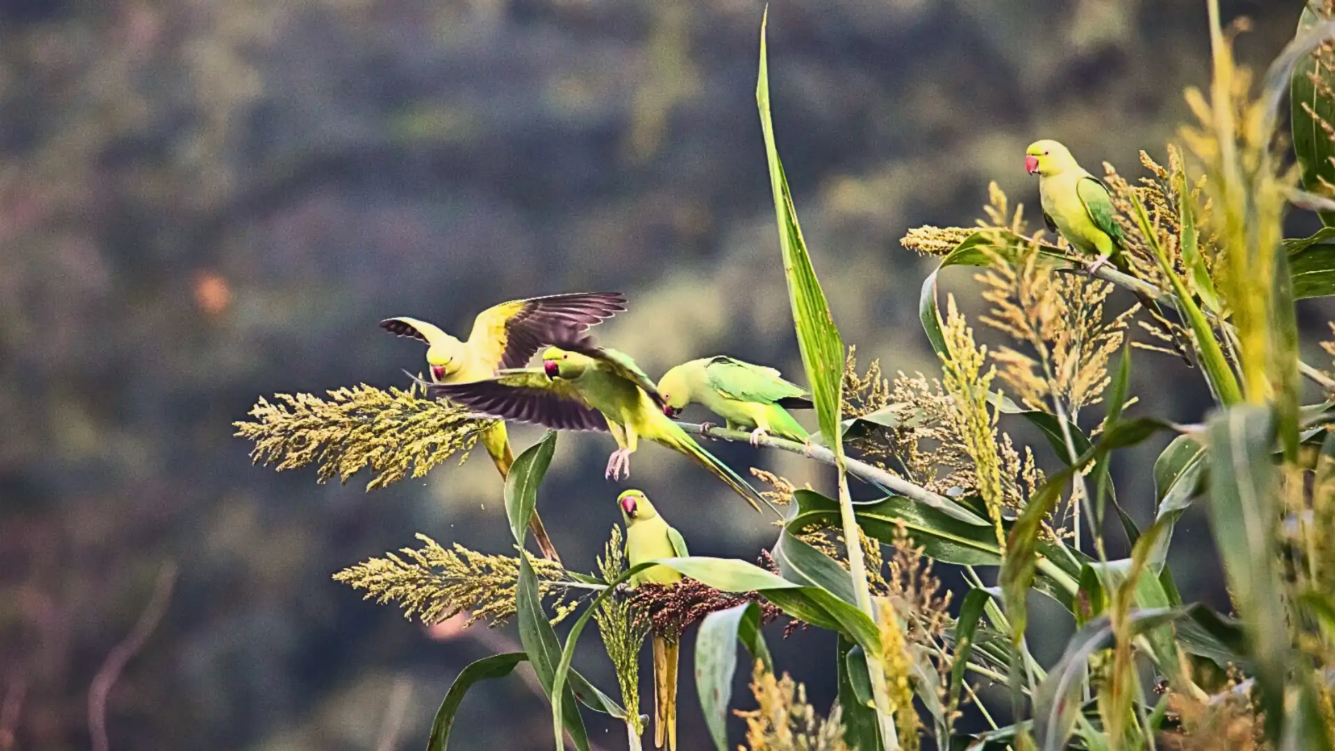 Alexandrine Parakeets in Deva Vitala National Park