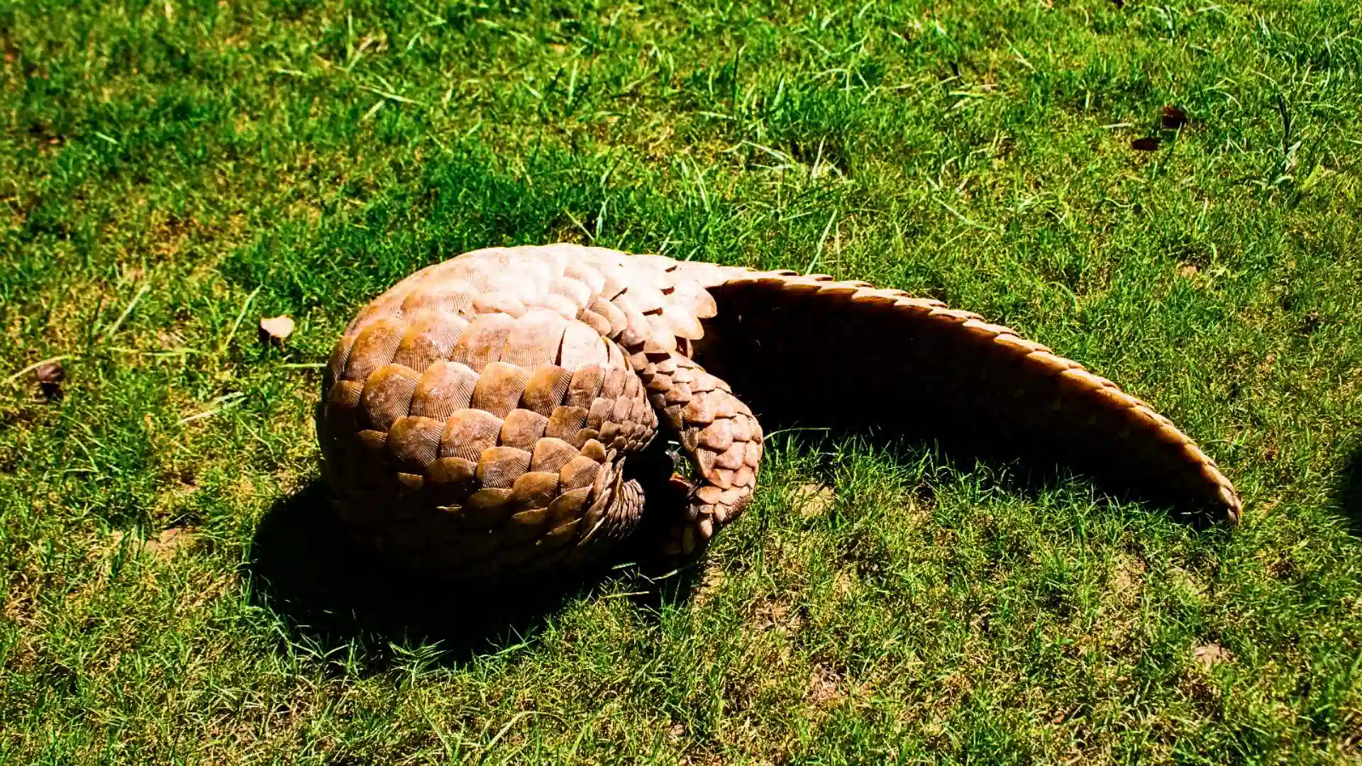 Rescued Indian Pangolin