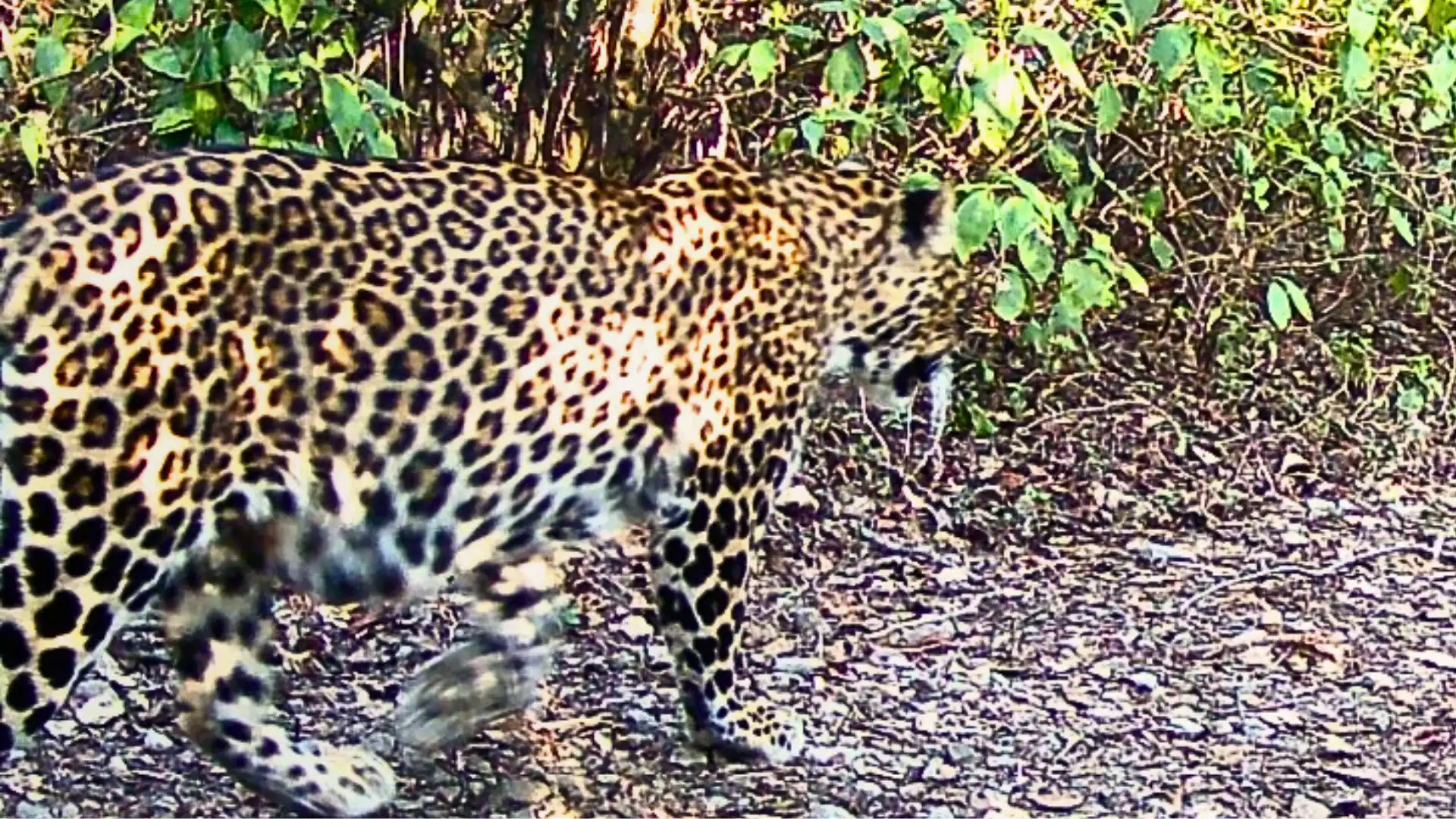 Kaghan valley leopard