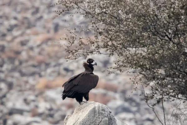 Cinereous Vulture
