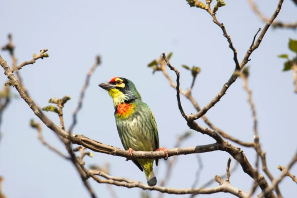 Coppersmith Barbet