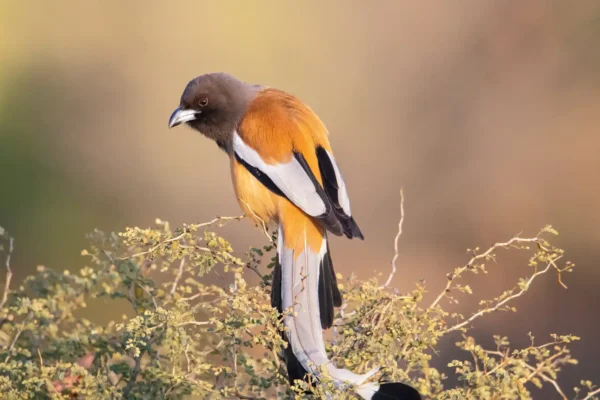 Rufous Treepie