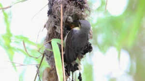 Purple Sunbird Feeding Chicks