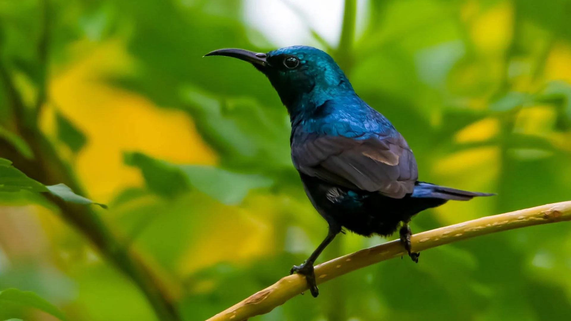 Purple Sunbird male perched near bamboo nest Pakistan